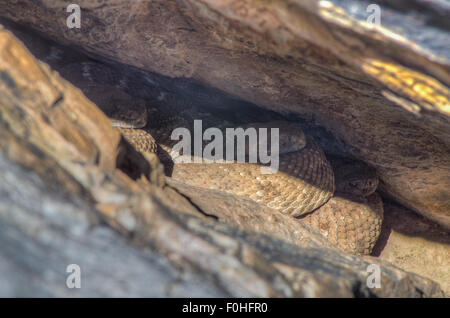 Westliche Diamant-backed Klapperschlangen, (Crotalus Atrox), auslegen in einer Höhle in New Mexico, USA. Stockfoto