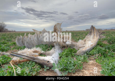 Sandhill Kran, (Grus Canadensis), Kadaver in Luzerne Bereich.  Ladd S. Gordon Wasservögel Komplex, Bernardo, New Mexico, USA. Stockfoto