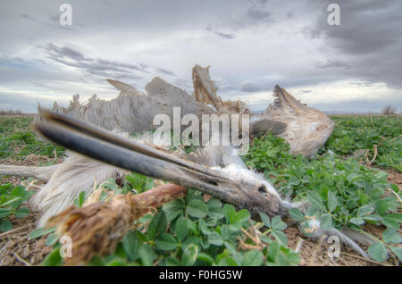 Sandhill Kran, (Grus Canadensis), Kadaver in Luzerne Bereich.  Ladd S. Gordon Wasservögel Komplex, Bernardo, New Mexico, USA. Stockfoto