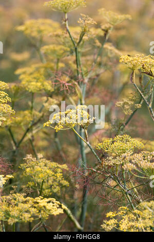 Foeniculum Vulgare 'Purpureum'. Bronze-Fenchel Blumen. Stockfoto