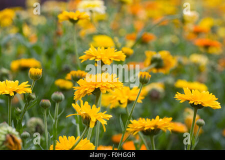 Calendula Officinalis, englische Ringelblumen im Garten. Stockfoto