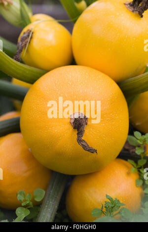 Cucurbita Pepo. Runde gelbe Zucchini im Gemüsegarten. Stockfoto