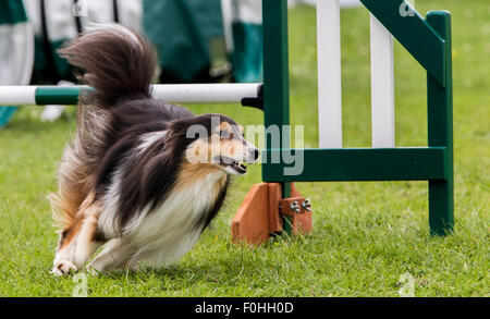 Rockingham Castle, Northamptonshire, UK. 16. August 2015. Finaltag am 11. Kennel Club International 4 Tag Hund Agility Festival offen für alle Hunderassen. Bildnachweis: Keith J Smith. / Alamy Live News Stockfoto