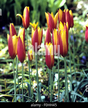 Lieblichbluehende, Tulpe, Ballerina, Stockfoto