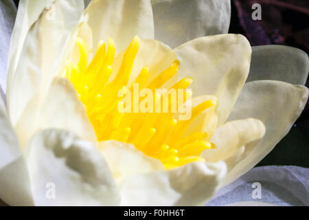 Blume, die weiße Seerose, Nymphaea alba. Die drei Schichten der weißen Blütenblättern um die gelbe Blume. Close Up. Stockfoto