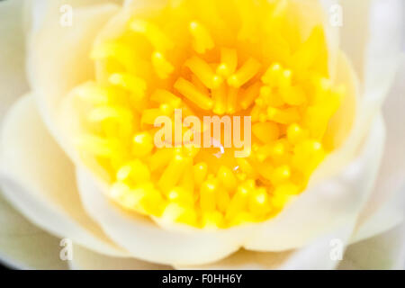 Blume, die weiße Seerose, Nymphaea alba. Makro Nahaufnahme der gelbe Blume Kopf mit Antheren, Filamente und Stigmatisierung durch die weißen Blütenblätter umgeben. Stockfoto