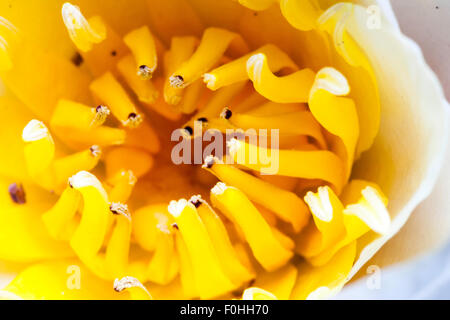 Blume, die weiße Seerose, Nymphaea alba. Makro Nahaufnahme der gelbe Blume Kopf mit Antheren, Filamente und Stigmatisierung durch die weißen Blütenblätter umgeben. Stockfoto