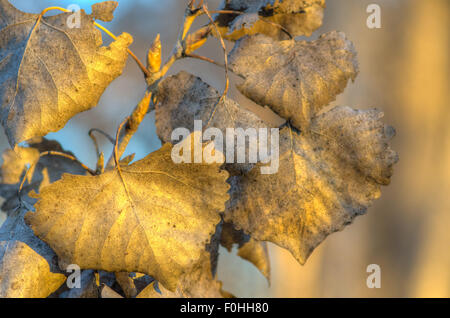 Getrocknete Rio Grande Cottonwood (Populus Deltoides), verlässt im warmen Abendlicht, Rio Grande Bosque in Belen, New Mexico. Stockfoto