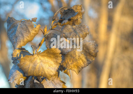 Getrocknete Rio Grande Cottonwood (Populus Deltoides), verlässt im warmen Abendlicht, Rio Grande Bosque in Belen, New Mexico. Stockfoto