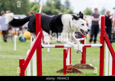 Rockingham Castle, Northamptonshire, UK. 16. August 2015. Finaltag am 11. Kennel Club International 4 Tag Hund Agility Festival offen für alle Hunderassen. Bildnachweis: Keith J Smith. / Alamy Live News Stockfoto