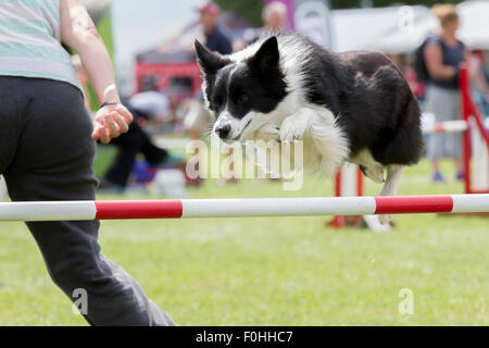 Rockingham Castle, Northamptonshire, UK. 16. August 2015. Finaltag am 11. Kennel Club International 4 Tag Hund Agility Festival offen für alle Hunderassen. Bildnachweis: Keith J Smith. / Alamy Live News Stockfoto