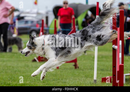 Rockingham Castle, Northamptonshire, UK. 16. August 2015. Finaltag am 11. Kennel Club International 4 Tag Hund Agility Festival offen für alle Hunderassen. Bildnachweis: Keith J Smith. / Alamy Live News Stockfoto