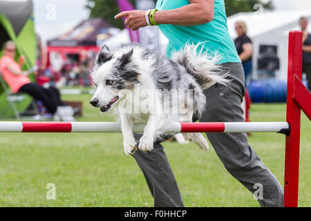 Rockingham Castle, Northamptonshire, UK. 16. August 2015. Finaltag am 11. Kennel Club International 4 Tag Hund Agility Festival offen für alle Hunderassen. Bildnachweis: Keith J Smith. / Alamy Live News Stockfoto