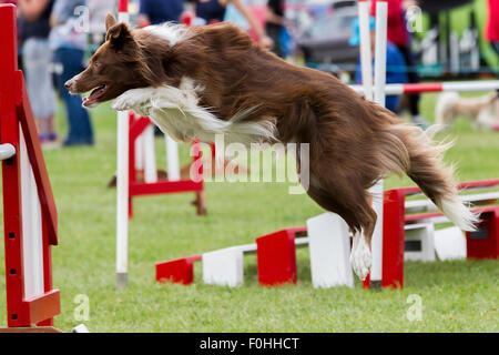 Rockingham Castle, Northamptonshire, UK. 16. August 2015. Finaltag am 11. Kennel Club International 4 Tag Hund Agility Festival offen für alle Hunderassen. Bildnachweis: Keith J Smith. / Alamy Live News Stockfoto