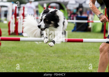 Rockingham Castle, Northamptonshire, UK. 16. August 2015. Finaltag am 11. Kennel Club International 4 Tag Hund Agility Festival offen für alle Hunderassen. Bildnachweis: Keith J Smith. / Alamy Live News Stockfoto