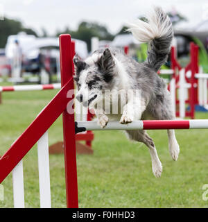 Rockingham Castle, Northamptonshire, UK. 16. August 2015. Finaltag am 11. Kennel Club International 4 Tag Hund Agility Festival offen für alle Hunderassen. Bildnachweis: Keith J Smith. / Alamy Live News Stockfoto