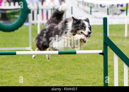 Rockingham Castle, Northamptonshire, UK. 16. August 2015. Finaltag am 11. Kennel Club International 4 Tag Hund Agility Festival offen für alle Hunderassen. Bildnachweis: Keith J Smith. / Alamy Live News Stockfoto