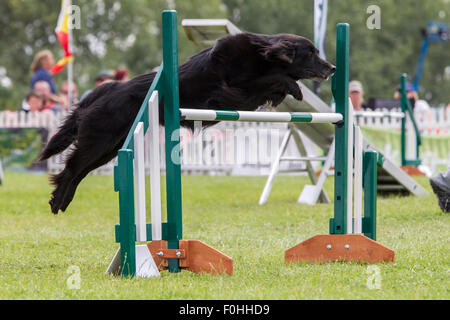 Rockingham Castle, Northamptonshire, UK. 16. August 2015. Finaltag am 11. Kennel Club International 4 Tag Hund Agility Festival offen für alle Hunderassen. Bildnachweis: Keith J Smith. / Alamy Live News Stockfoto