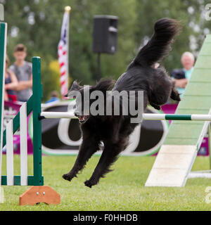 Rockingham Castle, Northamptonshire, UK. 16. August 2015. Finaltag am 11. Kennel Club International 4 Tag Hund Agility Festival offen für alle Hunderassen. Bildnachweis: Keith J Smith. / Alamy Live News Stockfoto