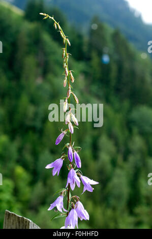 Rapunzel-Glockenblume, Campanula, rapunculus Stockfoto