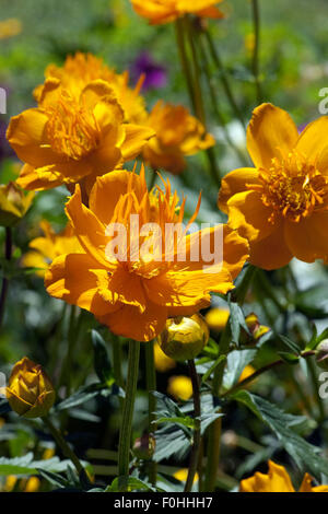 Asiatische, Trollblume, Trollblume, Asiaticus, Stockfoto