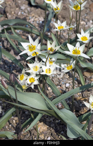 Turkestanische Tulpe, Tulipa turkestanica Stockfoto