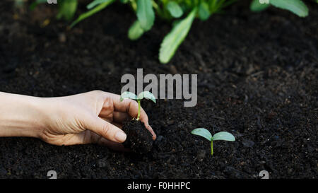 Hand eine junge Gurken-Pflanze in den Garten Pflanzen Stockfoto