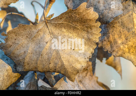 Getrocknete Rio Grande Cottonwood (Populus Deltoides), verlässt im warmen Abendlicht, Rio Grande Bosque in Belen, New Mexico. Stockfoto