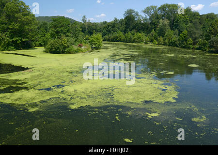 Algenblüte infolge der Eutrophierung, Ramapo River, northern NJ. Verunreinigung des Wassers Stockfoto