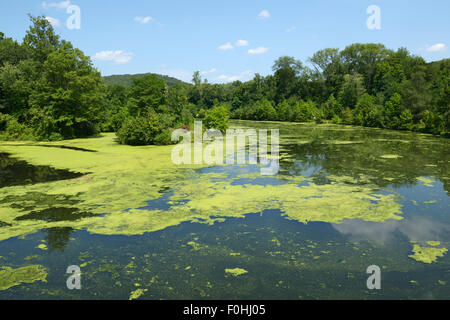 Algenblüte infolge der Eutrophierung, Ramapo River, northern NJ. Verunreinigung des Wassers Stockfoto