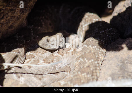 Umwerben Western Diamond-backed Klapperschlangen, (Crotalus Atrox), Vulkane Day Use Area, Petroglyph National Monument, New Mexico Stockfoto