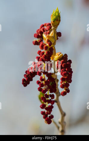 Rio Grande Cottonwood (Populus Deltoides), Kätzchen, Bosque del Apache National Wildlife Refuge, Socorro co., New Mexico, USA. Stockfoto