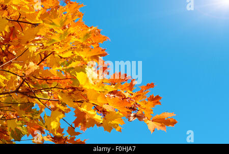 Herbstlaub, sehr flachen Fokus Stockfoto