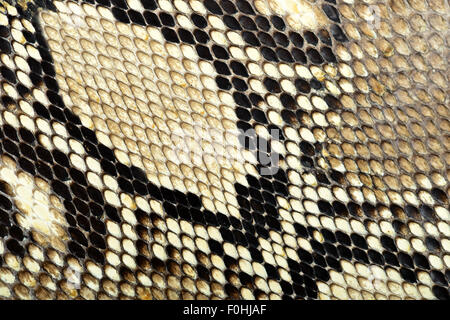 Snake skin Muster Hintergrund Stockfoto