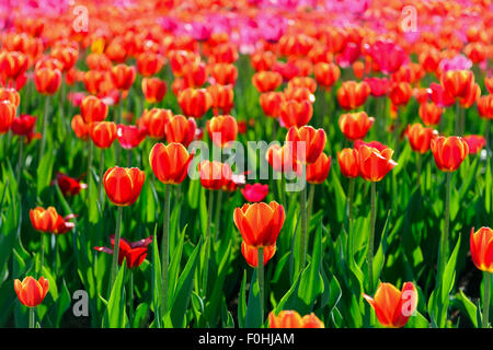 Rote Tulpen Garten im Frühjahr Stockfoto