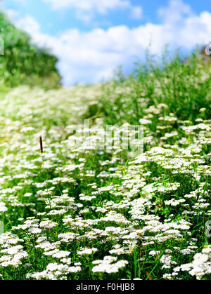 Sommer blühenden Rasen und grünen Pflanzen Stockfoto