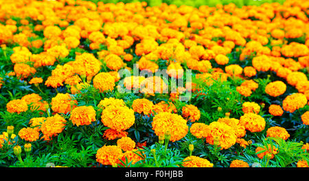 Sommerwiese von Ringelblumen Stockfoto