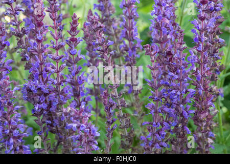 Ein Feld von lila Lupine in den Bergen von Colorado Stockfoto
