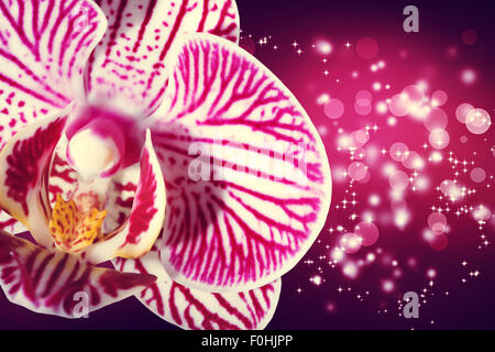 Schöne Orchidee auf einem glänzend Magenta Hintergrund Stockfoto
