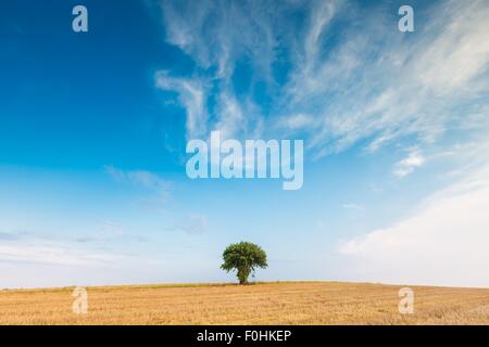 Stoppelfeld mit mit einzelnen alten Eberesche. Schönen Sommer ländliche Landschaft fotografiert in Polen. Stockfoto