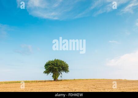 Stoppelfeld mit mit einzelnen alten Eberesche. Schönen Sommer ländliche Landschaft fotografiert in Polen. Stockfoto