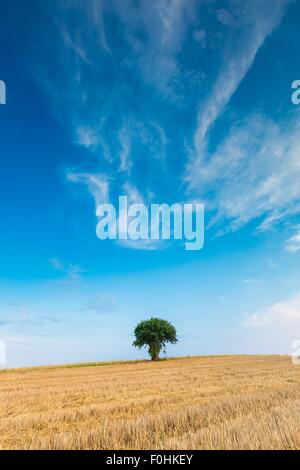 Stoppelfeld mit mit einzelnen alten Eberesche. Schönen Sommer ländliche Landschaft fotografiert in Polen. Stockfoto