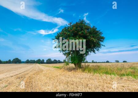 Stoppelfeld mit mit einzelnen alten Eberesche. Schönen Sommer ländliche Landschaft fotografiert in Polen. Stockfoto