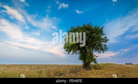 Stoppelfeld mit mit einzelnen alten Eberesche. Schönen Sommer ländliche Landschaft fotografiert in Polen. Stockfoto