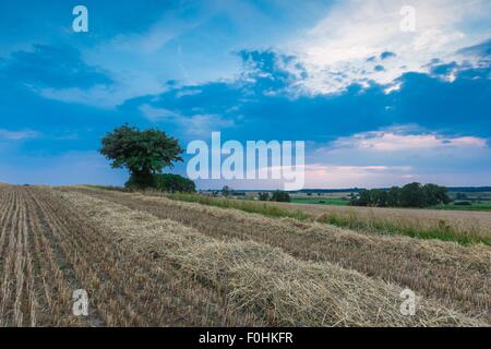 Stoppelfeld mit mit einzelnen alten Eberesche. Schönen Sommer ländliche Landschaft fotografiert in Polen. Stockfoto