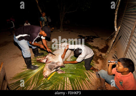 Coclé Provinz, Republik Panama, 16. August. 2015. Haar wird von der Familie Martinez Schwein, Pancho, an seinem Tag der Schlachtung entfernt. Aus dem Inneren der Provinz Coclé, Republik von Panama. Bildnachweis: Oyvind Martinsen/Alamy Live-Nachrichten Stockfoto