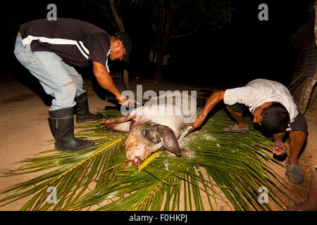 Coclé Provinz, Republik Panama, 16. August. 2015. Haar wird von der Familie Martinez Schwein, Pancho, an seinem Tag der Schlachtung entfernt. Aus dem Inneren der Provinz Coclé, Republik von Panama. Bildnachweis: Oyvind Martinsen/Alamy Live-Nachrichten Stockfoto