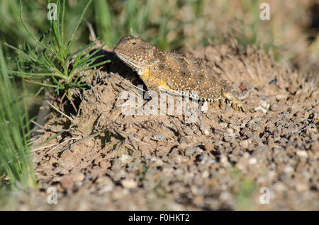 Mehr kurz-gehörnte Eidechse, (Phrynosoma Hernandesi), Vulkane Day Use Area, Petroglyph National Monument, New Mexico, USA. Stockfoto