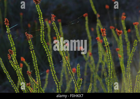 Blühende Ocotillo, (Fouquieria Splendens) und Spinnweben im Wind wehen.  Quebradas Backcountry Byway, New Mexico, USA. Stockfoto