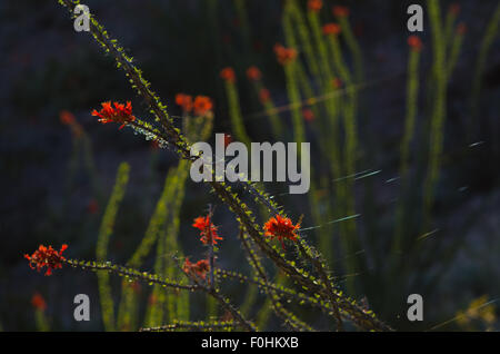 Blühende Ocotillo, (Fouquieria Splendens) und Spinnweben im Wind wehen.  Quebradas Backcountry Byway, New Mexico, USA. Stockfoto